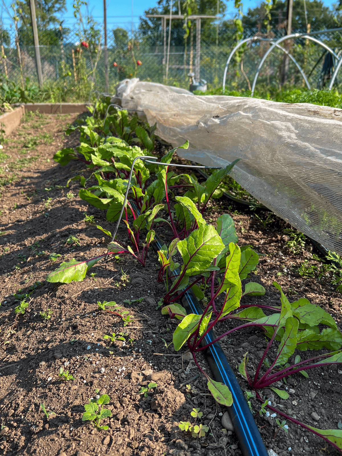 A 9' row of 1 month old transplanted beet seedlings.