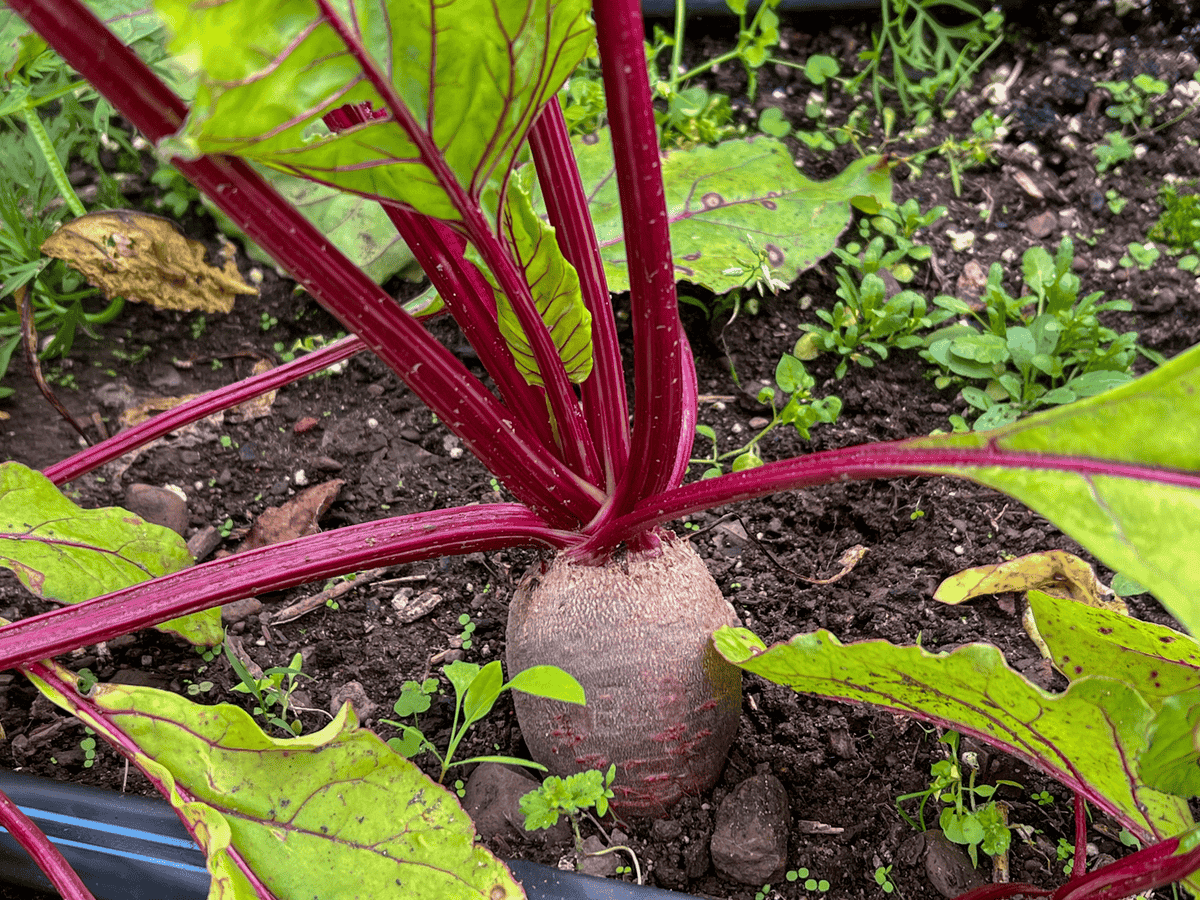 Late planted Merlin beet in garden.