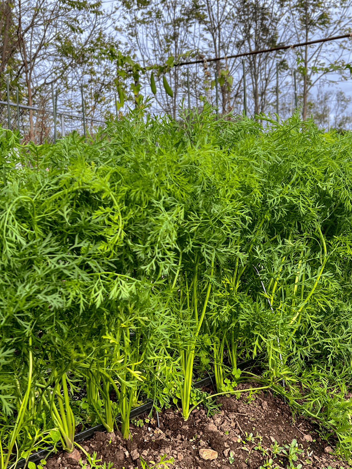 Late planted carrots in garden bed.