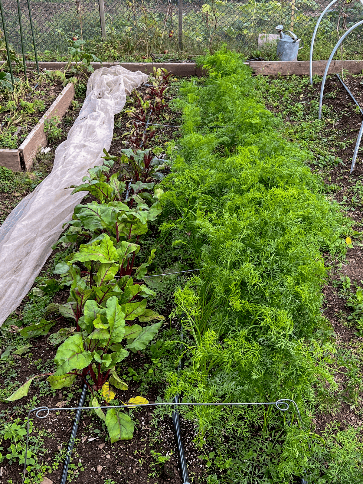 Late planted beet and carrot bed in vegetable garden.