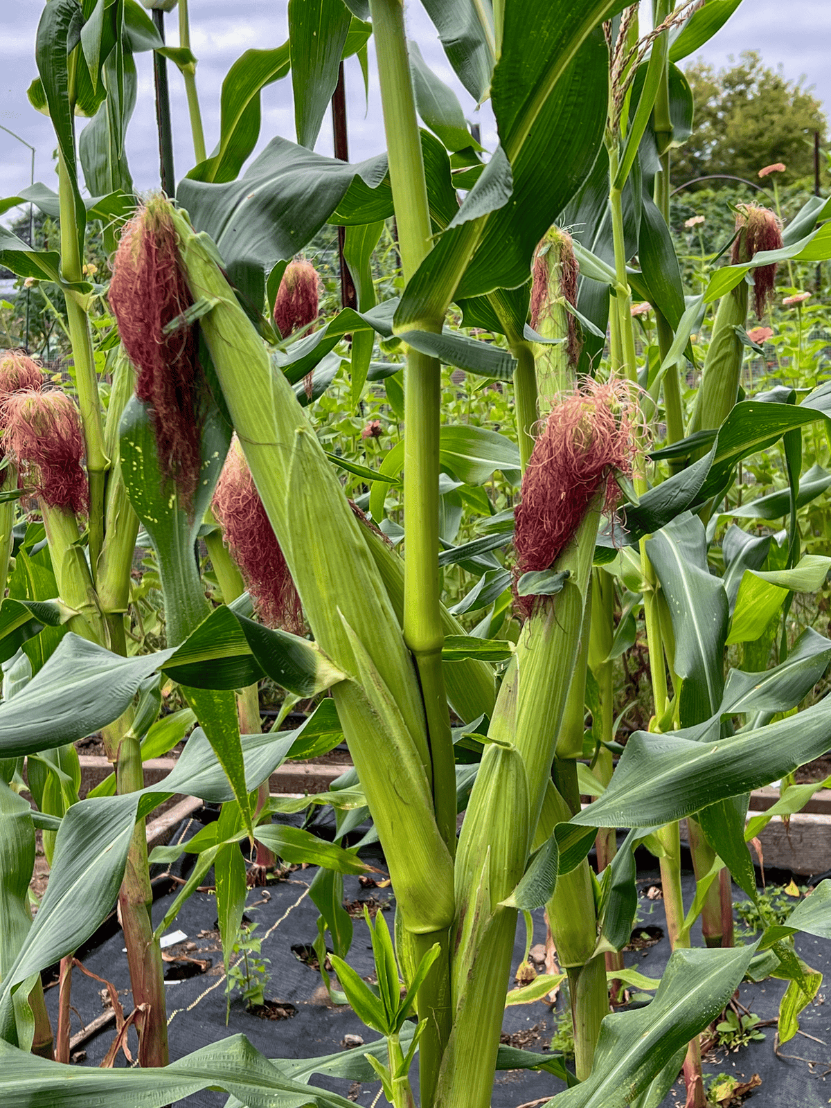 Serendipity corn growing in a block with 2 ears on each stalk.