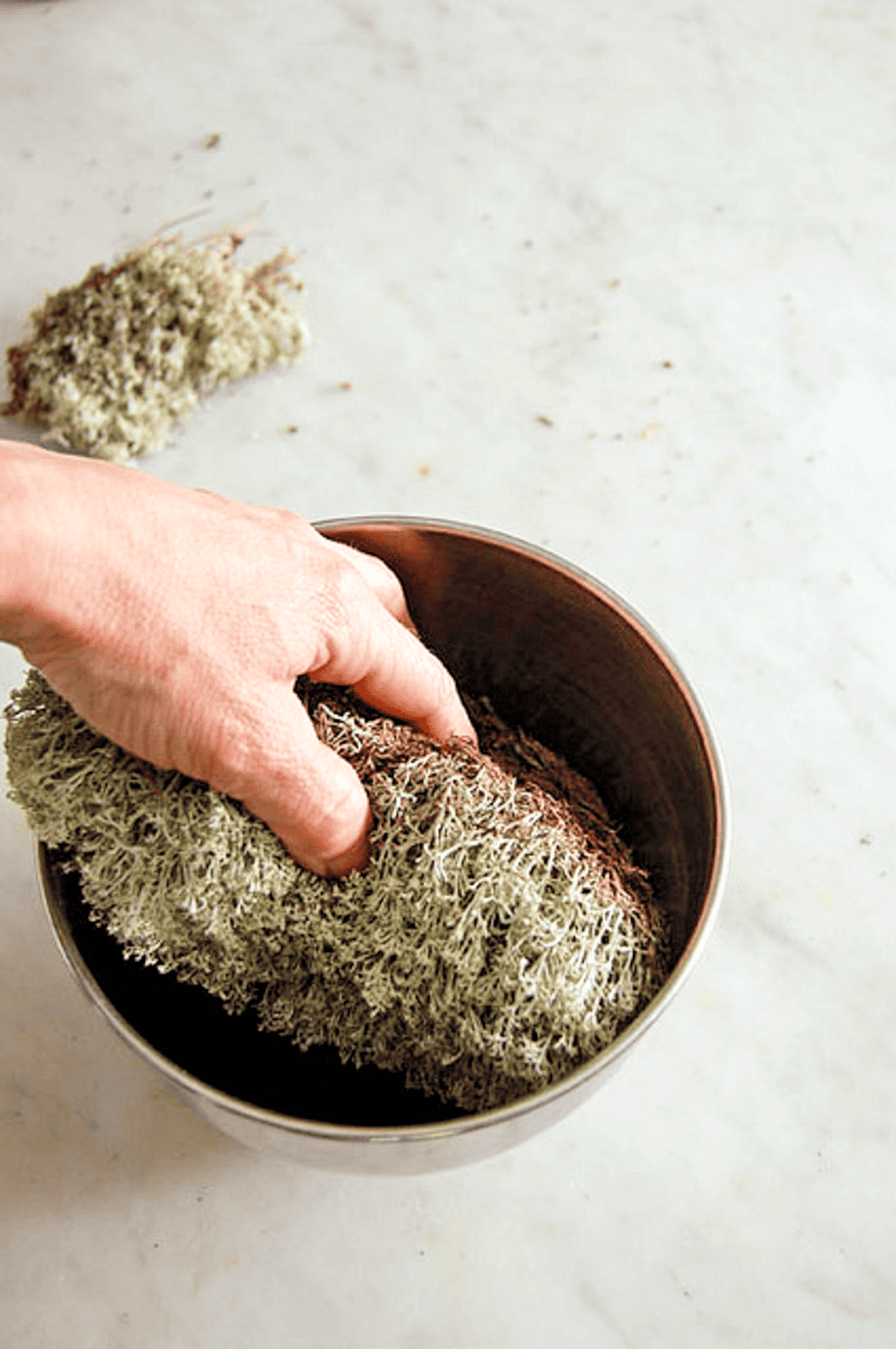 Pushing reindeer moss into a stainless steel bowl with glycerin.