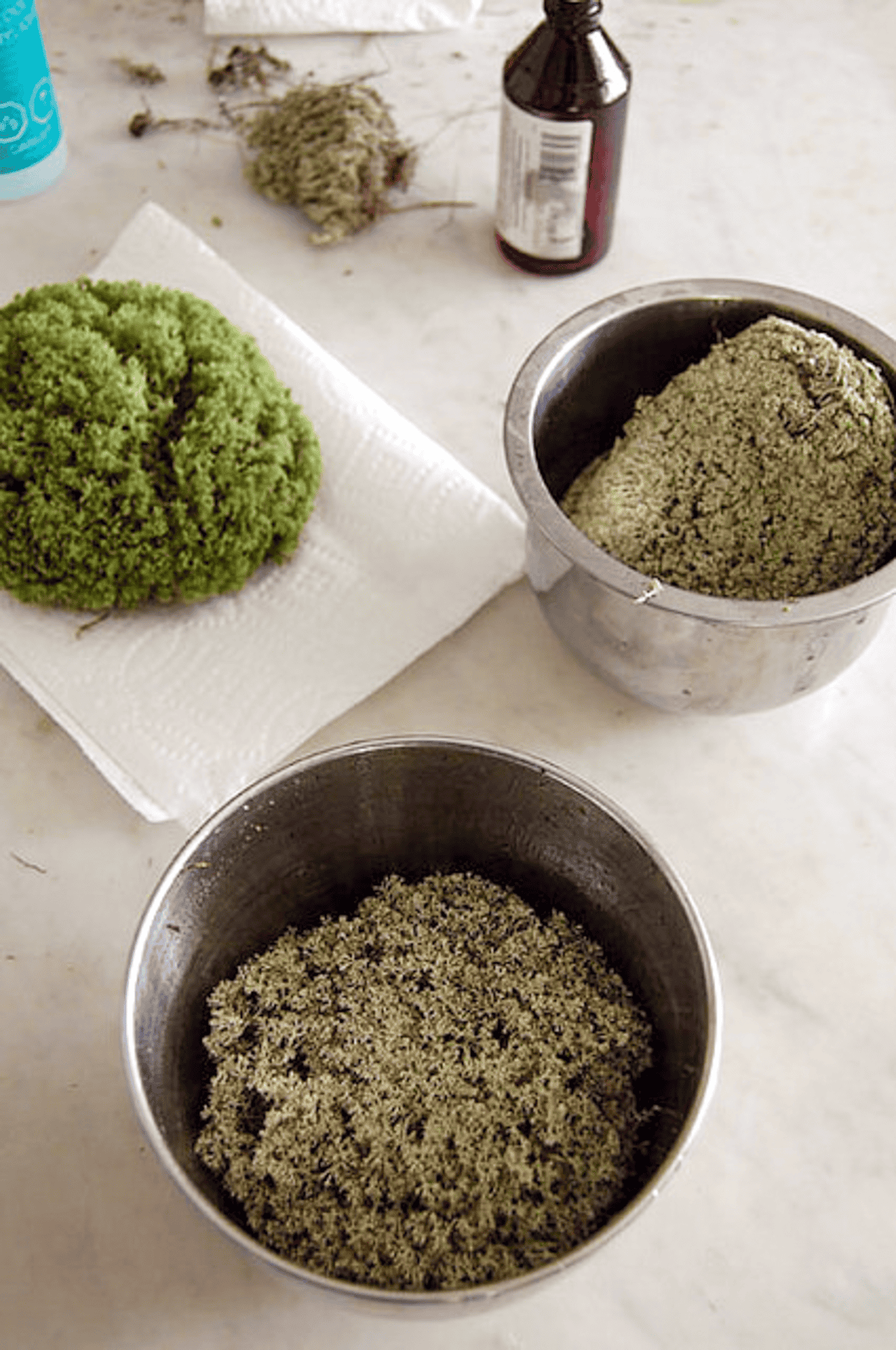 Various mosses in various stages of preserving with glycerin.