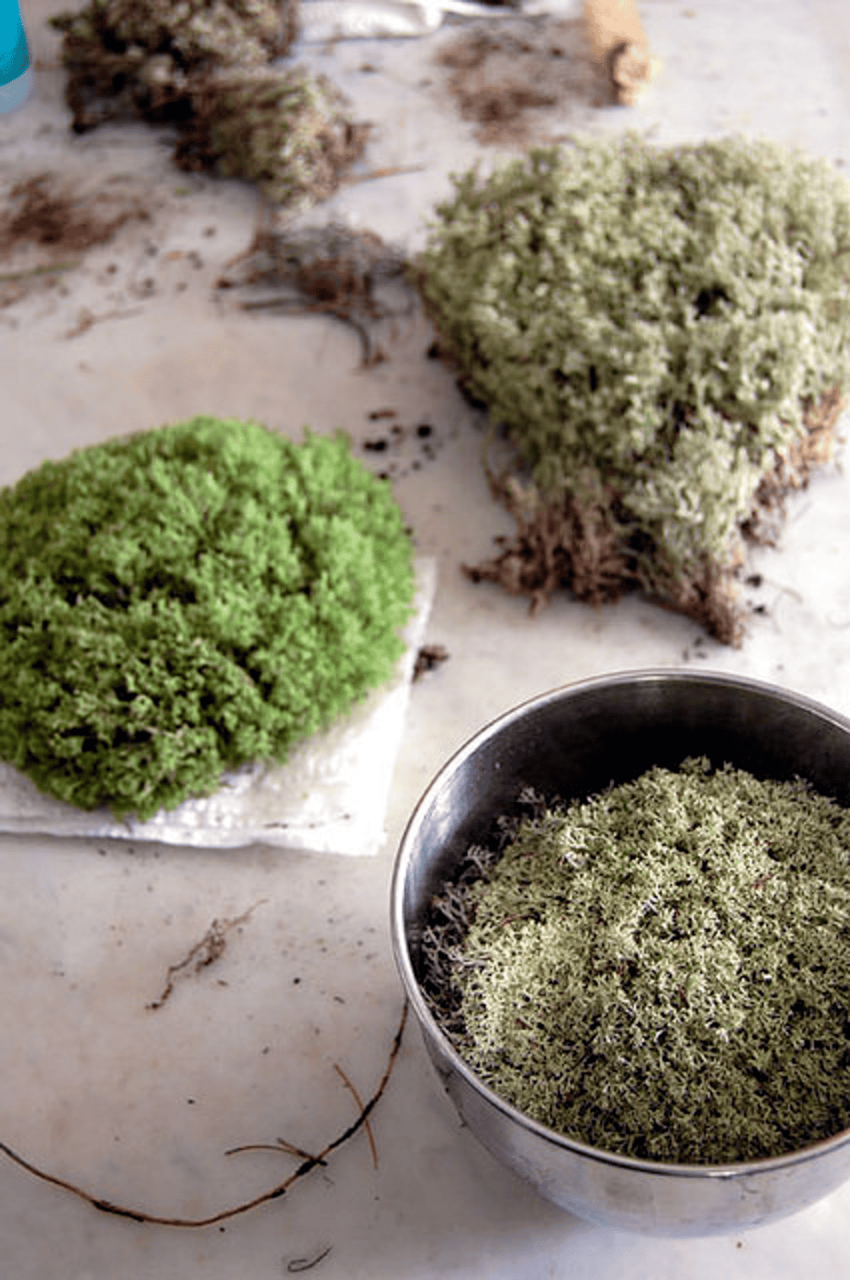 Reindeer moss soaks in a stainless steel bowl filled with glycerine and water.