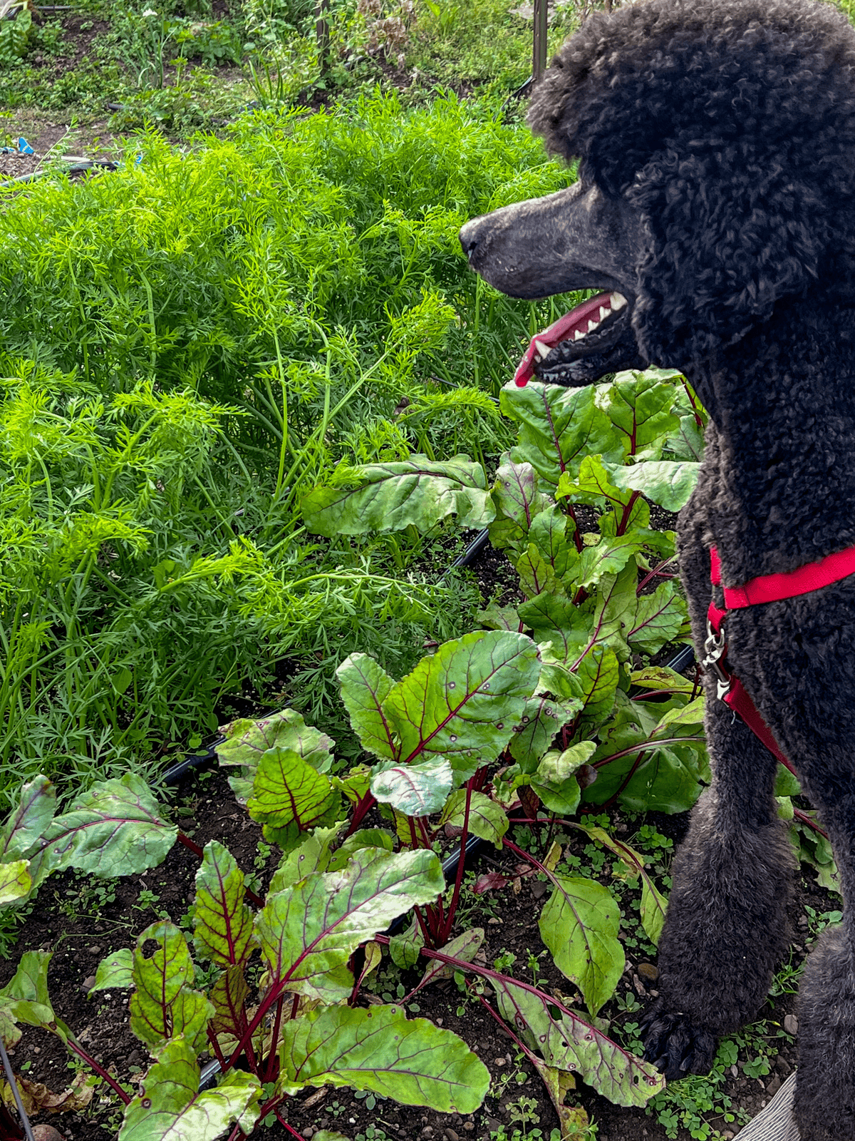 Philip the standard poodle beside beet and carrot vegetable garden bed.