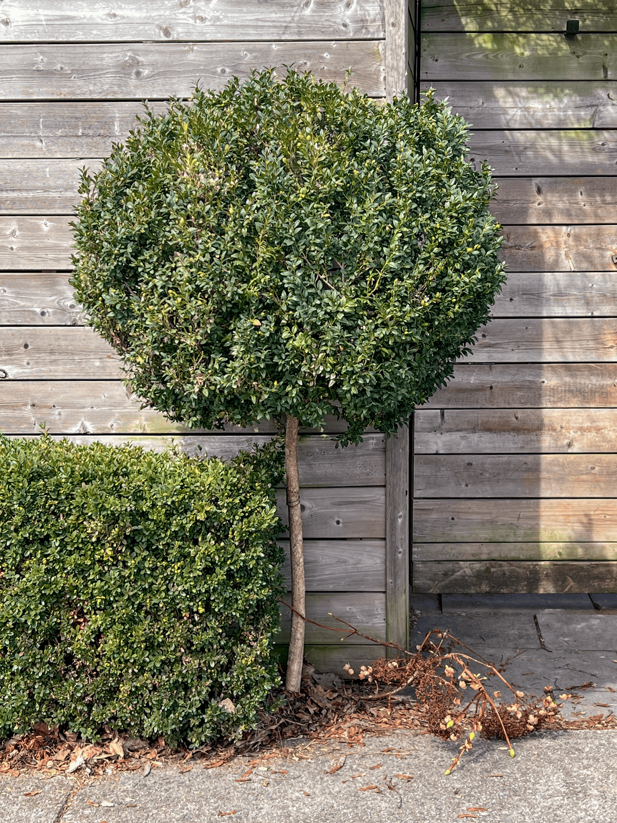 Round and healthy but overgrown boxwood in need of a winter pruning.