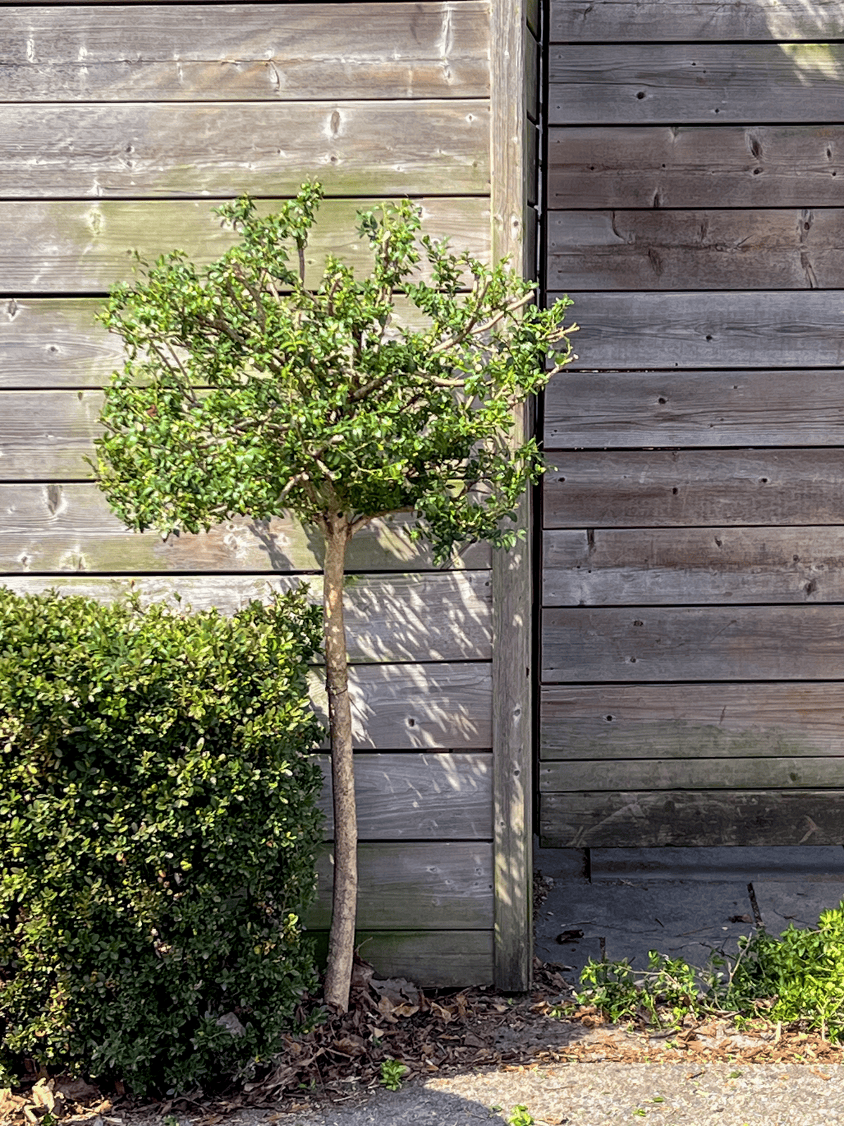 Boxwood topiary after a hard winter pruning.