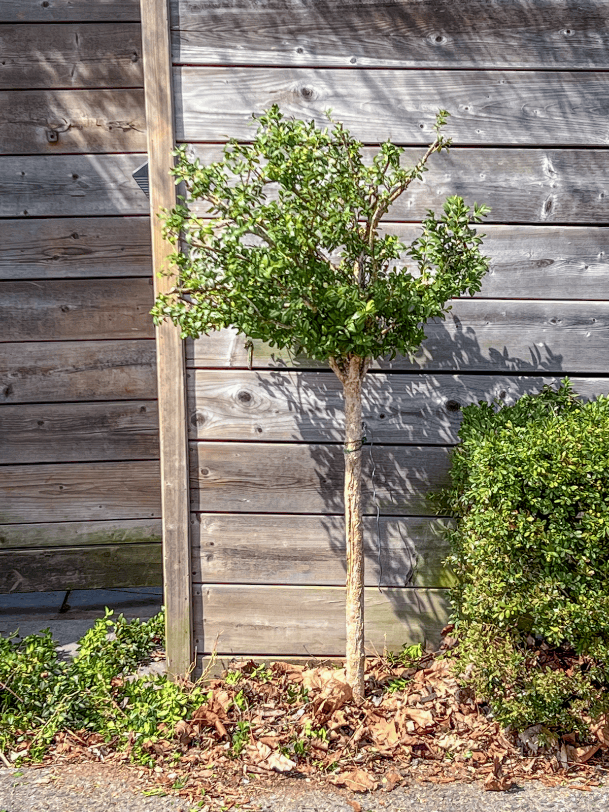 Winter pruned boxwood topiary in front of wood fence.