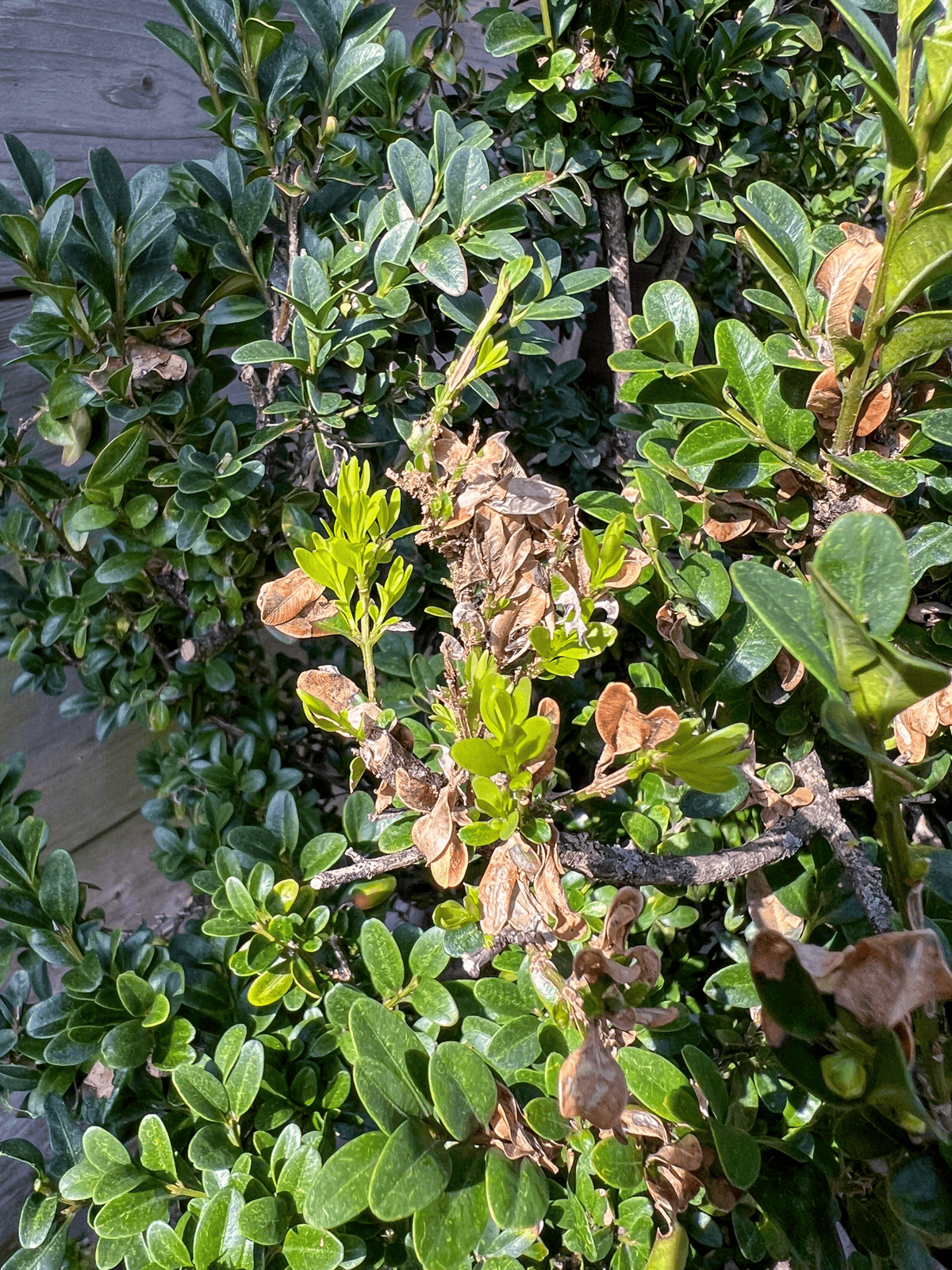 Browned, crispy leaves on a boxwood plant, evidence of boxwood tree moth.