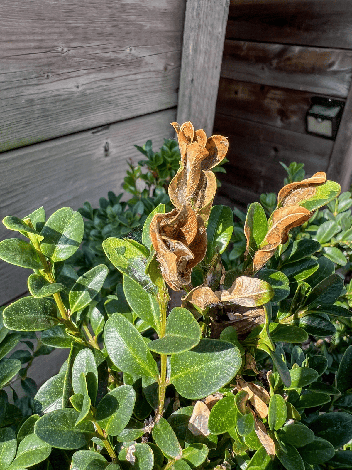 Boxwood tree moth damage of brown leaves and webbing left by larvae.