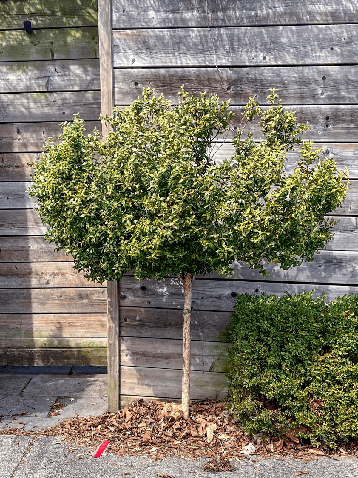 Overgrown, scraggly boxwood topiary in front of wood fence.