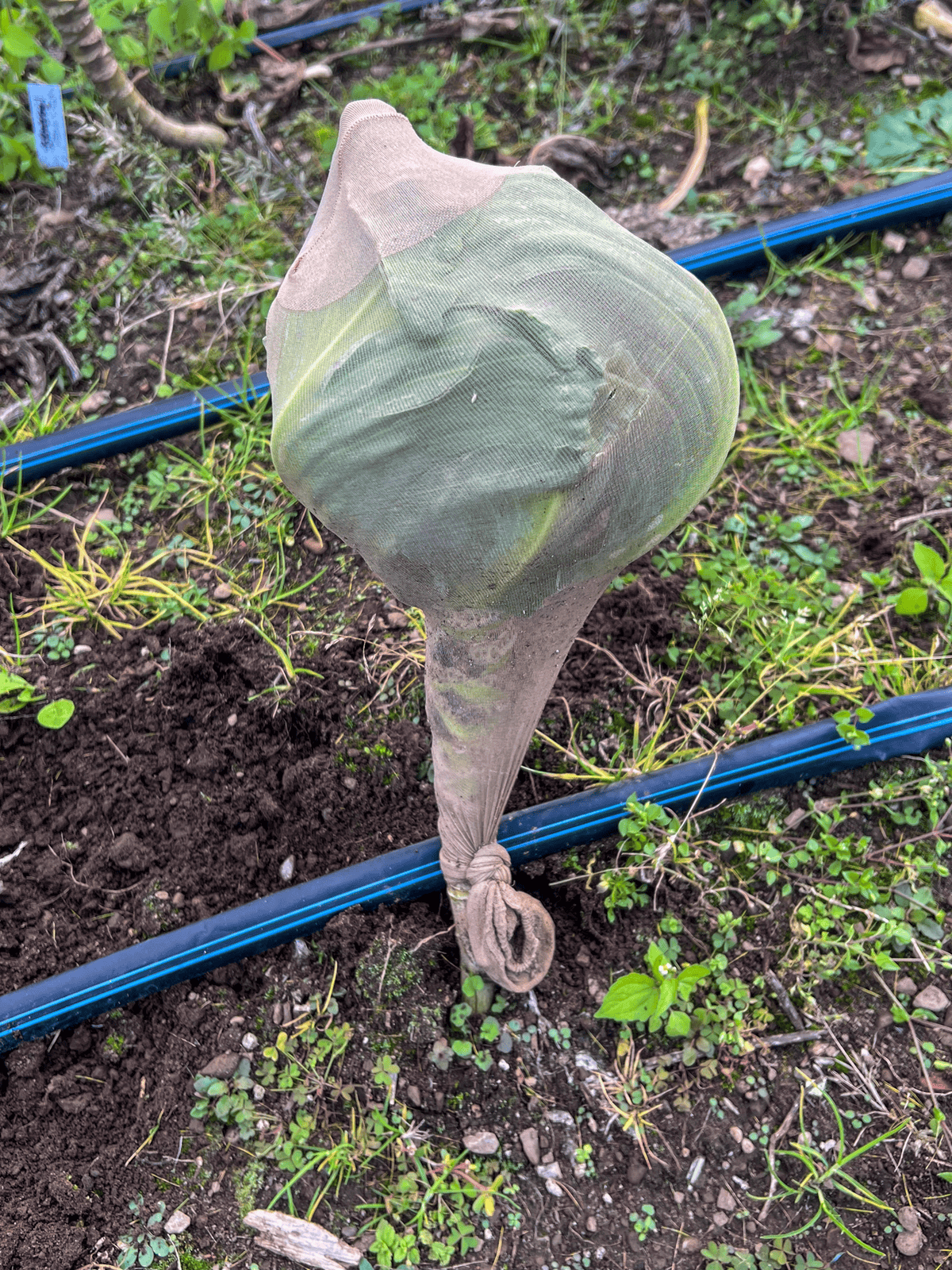 Green cabbage growing in a garden bed with a ladies panty hose covering it to protect from cabbage moth.