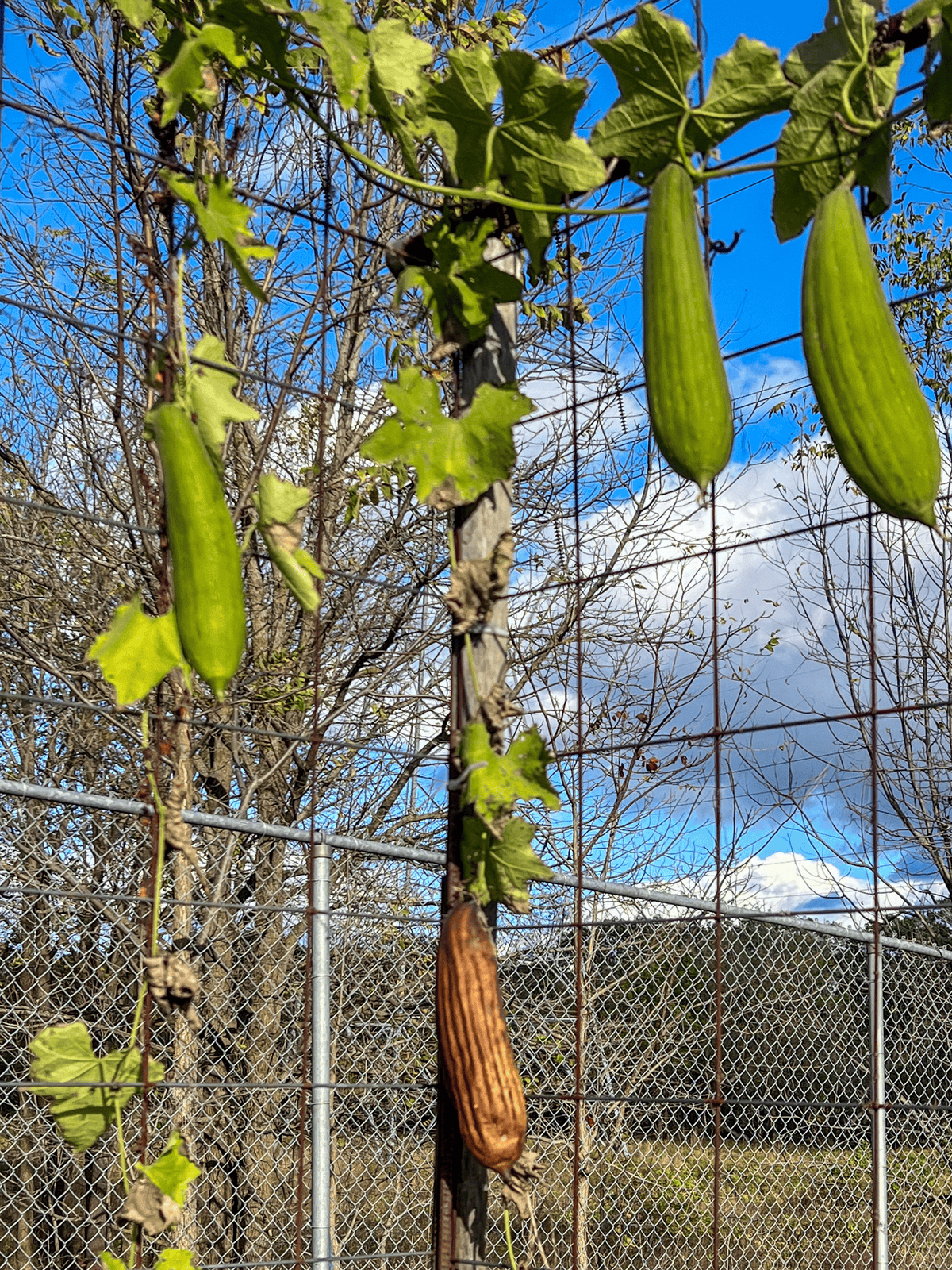 Luffa sponges hang from hog panel.