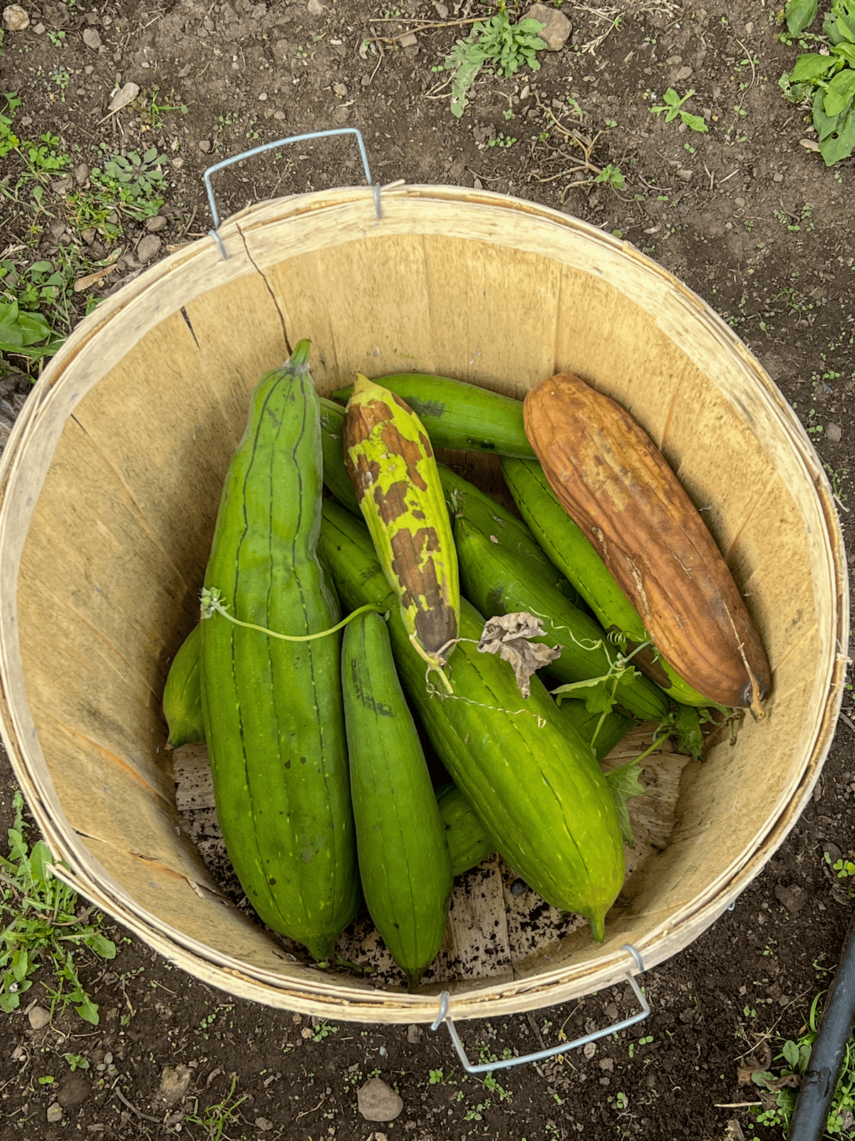 Just picked Luffa sponges in a peach basket.