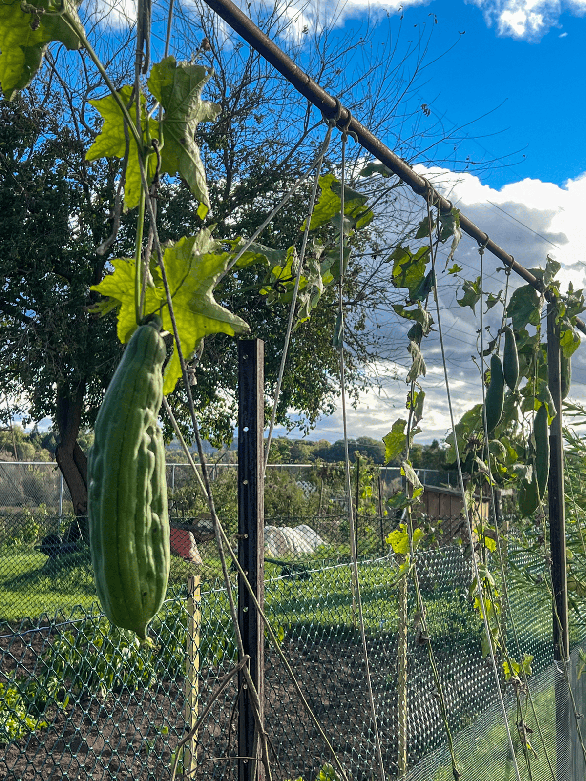 Luffa plants hanging off a vertical support.