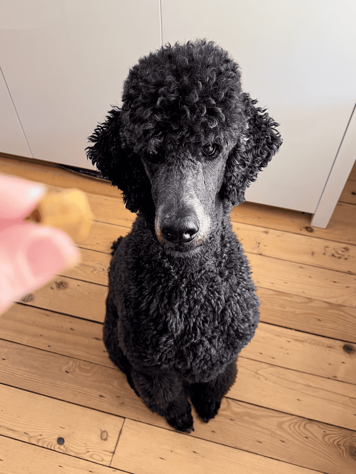 Homemade dog treat being held up for Philip the blue poodle.