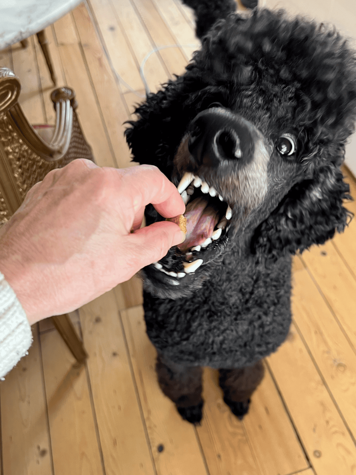 Feeding a standard poodle a homemade dog treat.