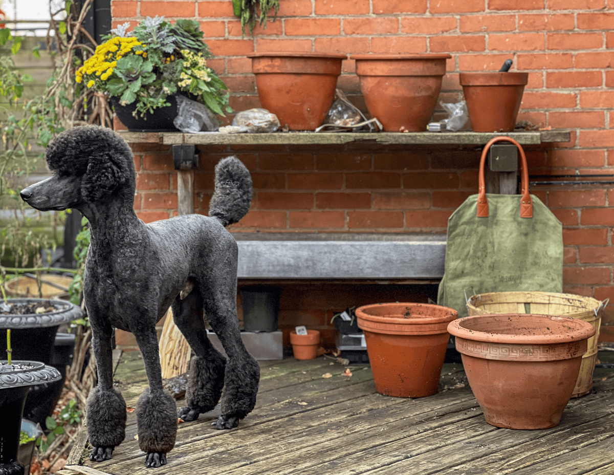 A blue standard poodle stands on a deck with clay pots.