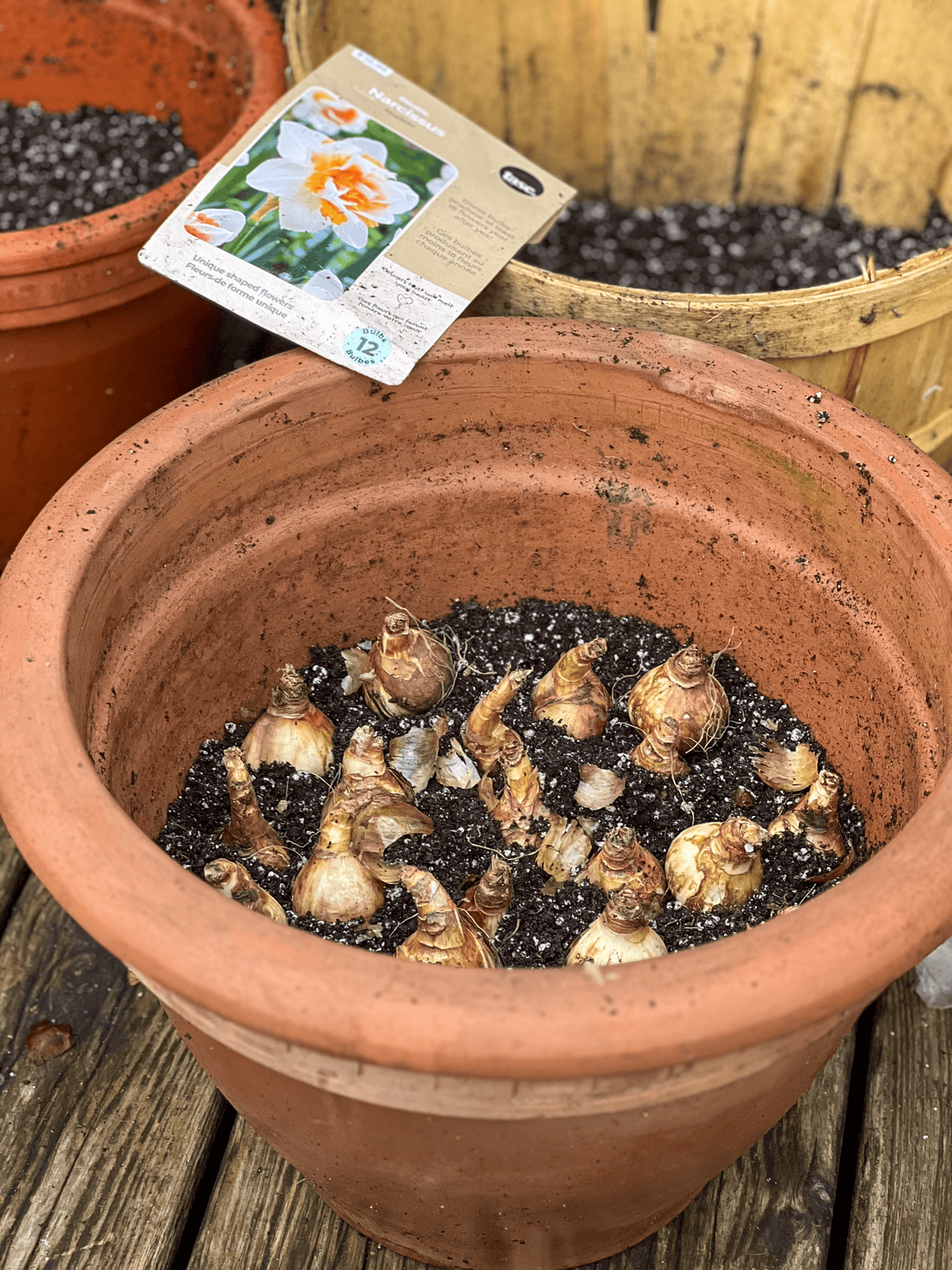 15 daffodil bulbs planting in a 15" across clay pot.