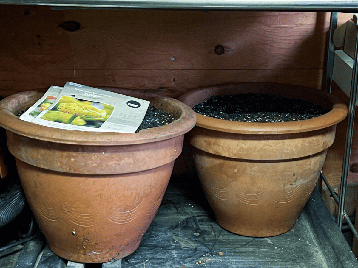 Clay pots filled with soil stored in a potting shed for their cold period.