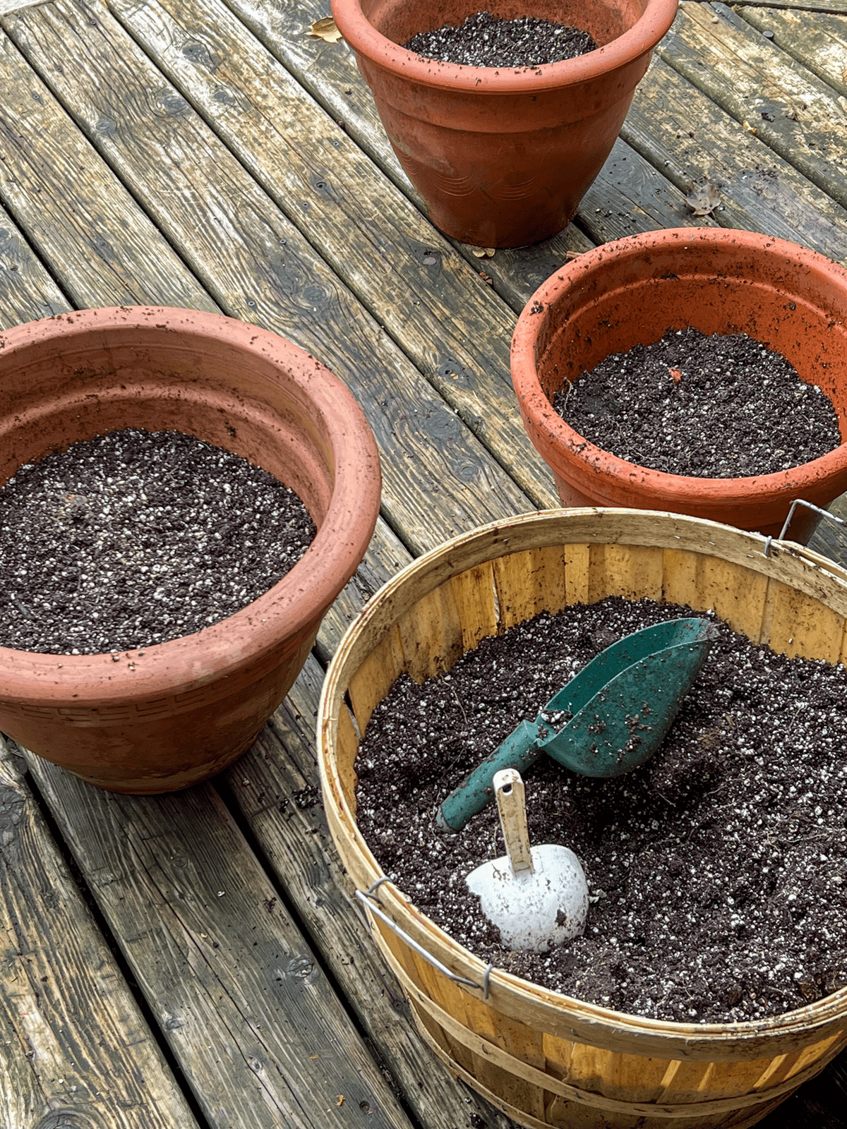 Clay pots and wicker baskets filled with soil for planting tulip bulbs.