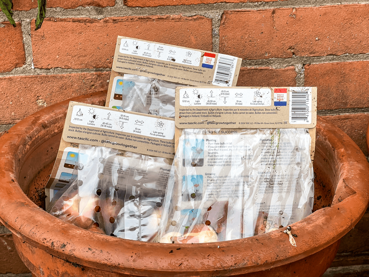 3 bags of tulip bulbs in a clay pot showing directions for planting on back of bag.