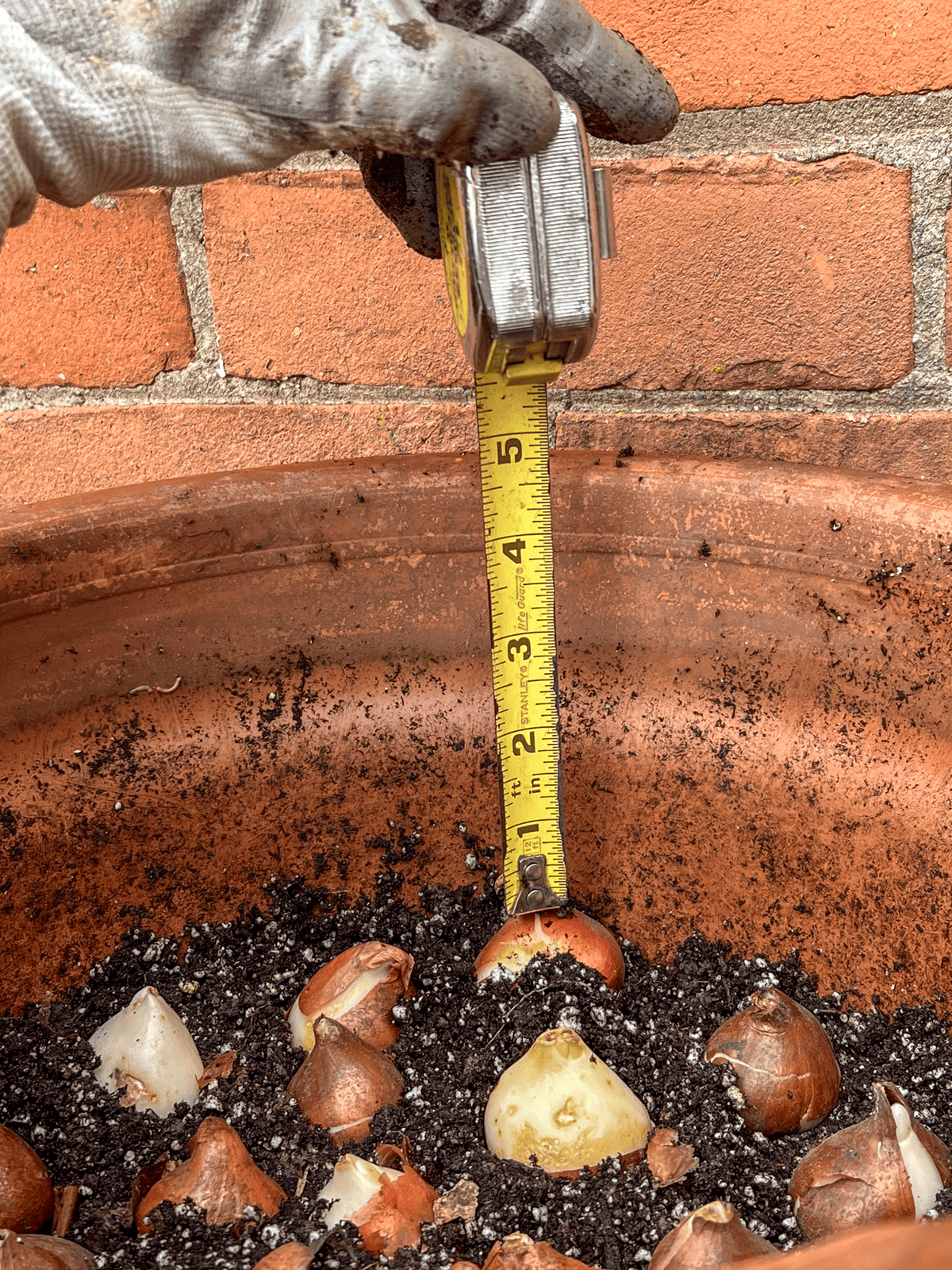 A tape measure runs from the top of a clay pot to the tip of a tulip bulb planted in the soil.