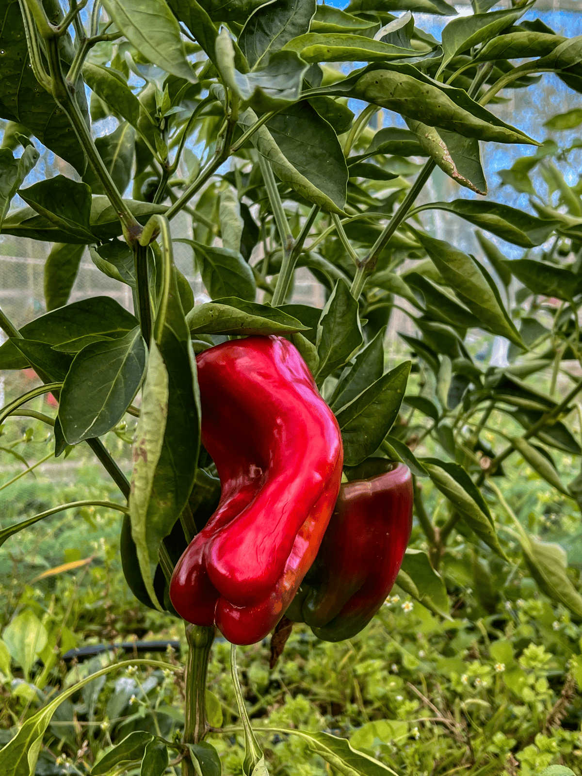 Red Impact peppers