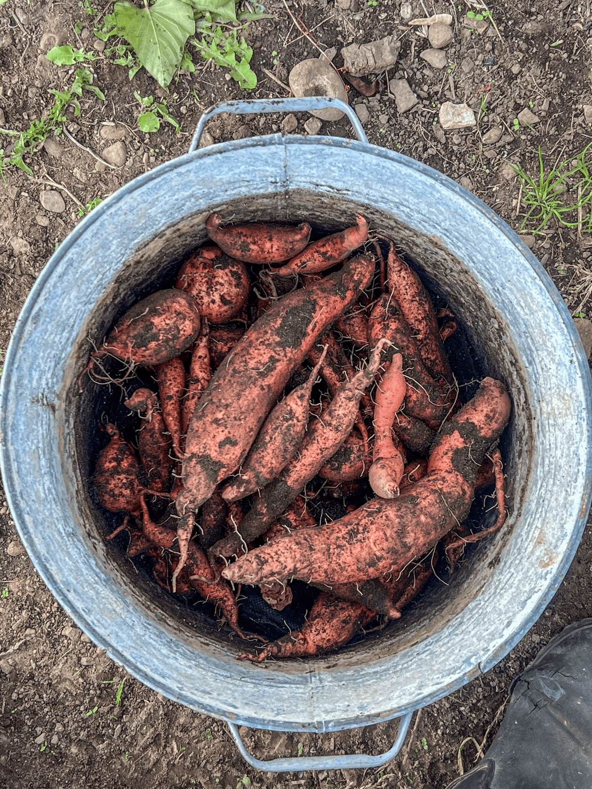 Freshly dug sweet potatoes in a galvanized tub.