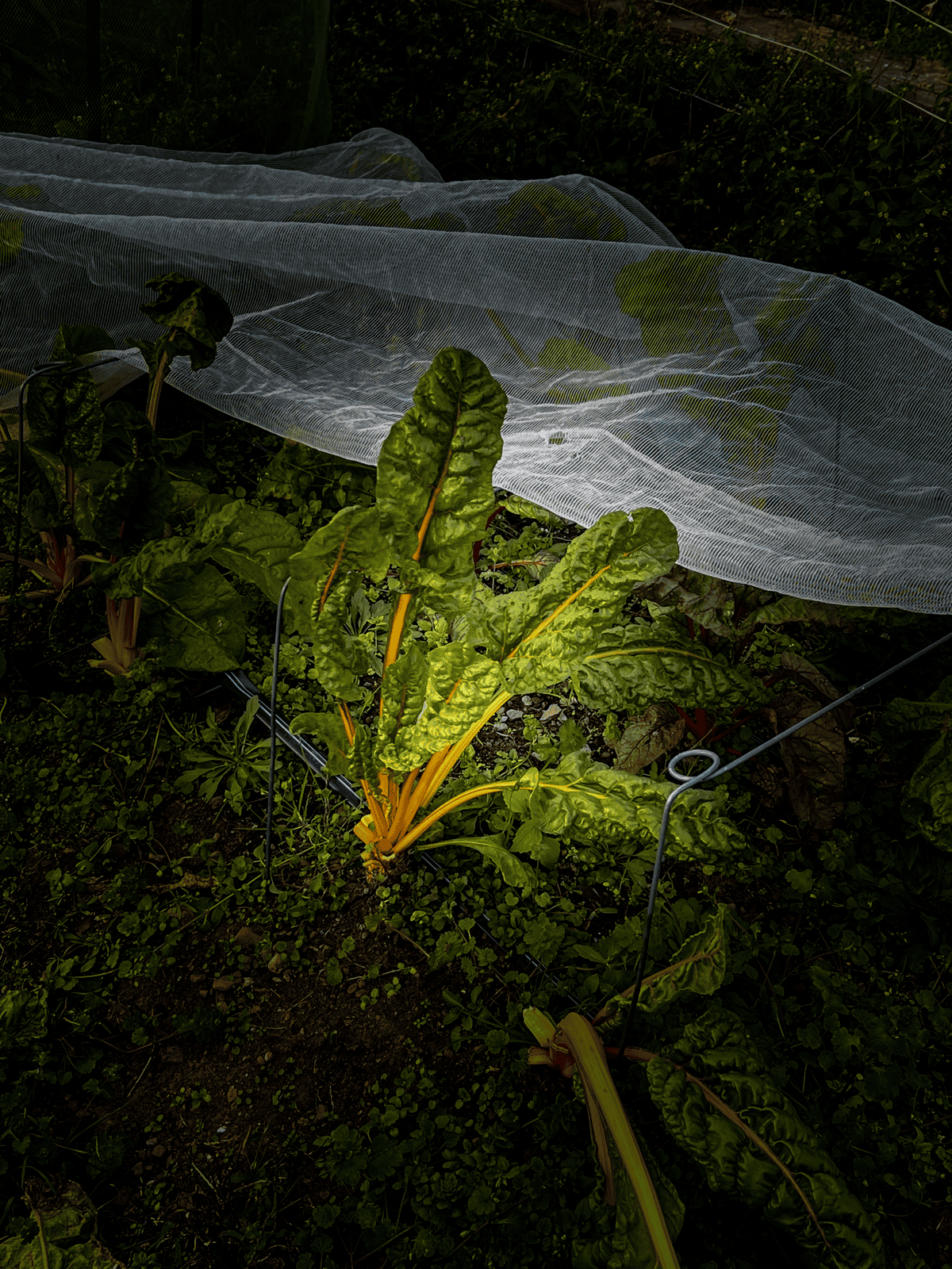 Oriole swiss chard growing in a garden under cover.