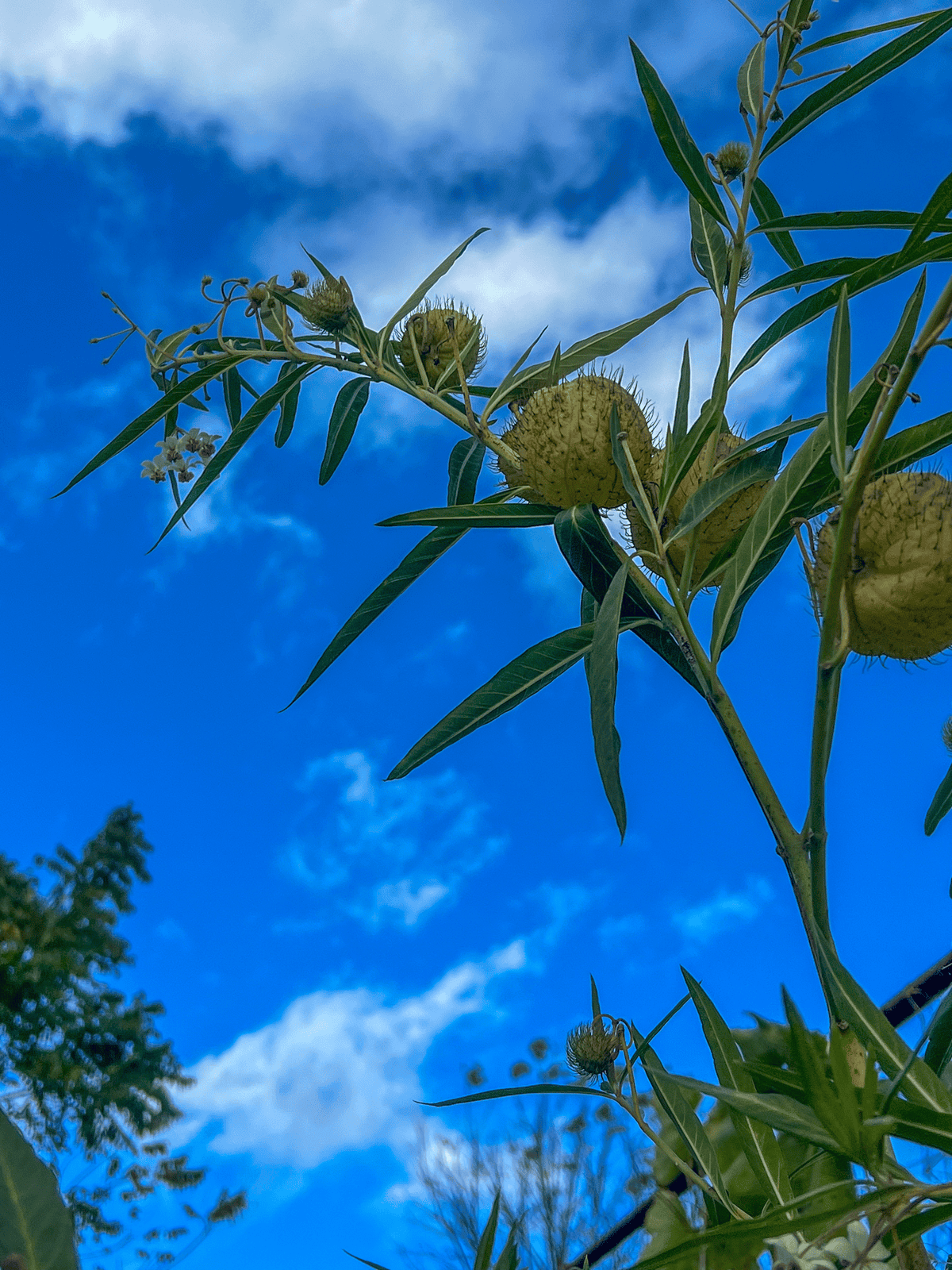 Long stem of a balloon flower milkweed plant covered in seed pods.