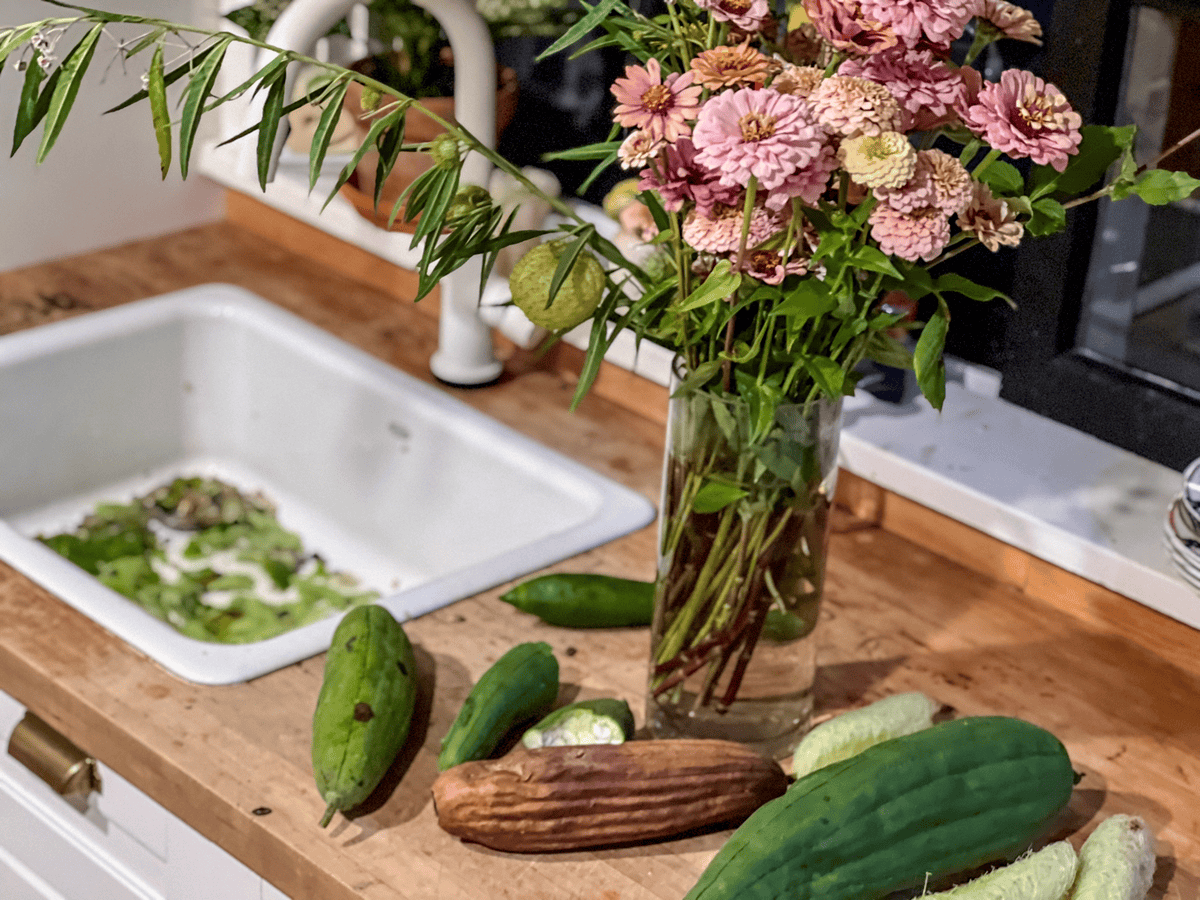 Just picked zinnia in a vase on a wood countertop with luffah sponges in various stages of development.