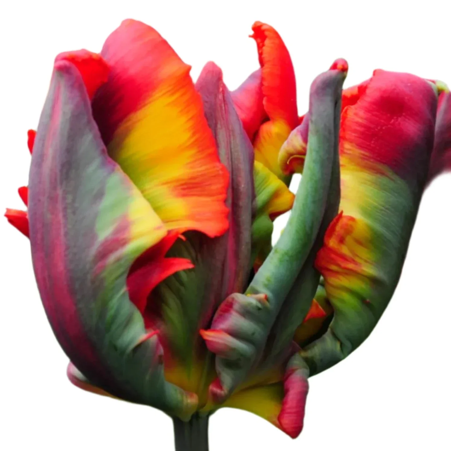 Rasta Parrot tulip.