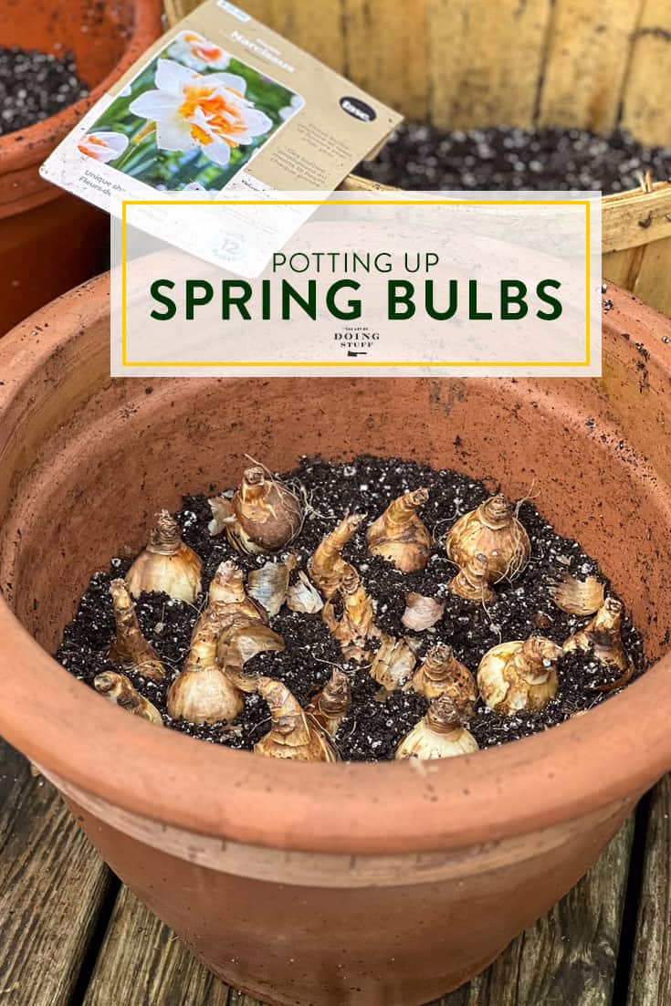 Pot Your Tulips Up Now