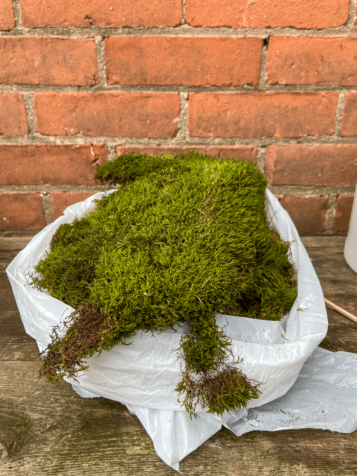 Freshly foraged sheet moss in a plastic bag in front of a brick wall.