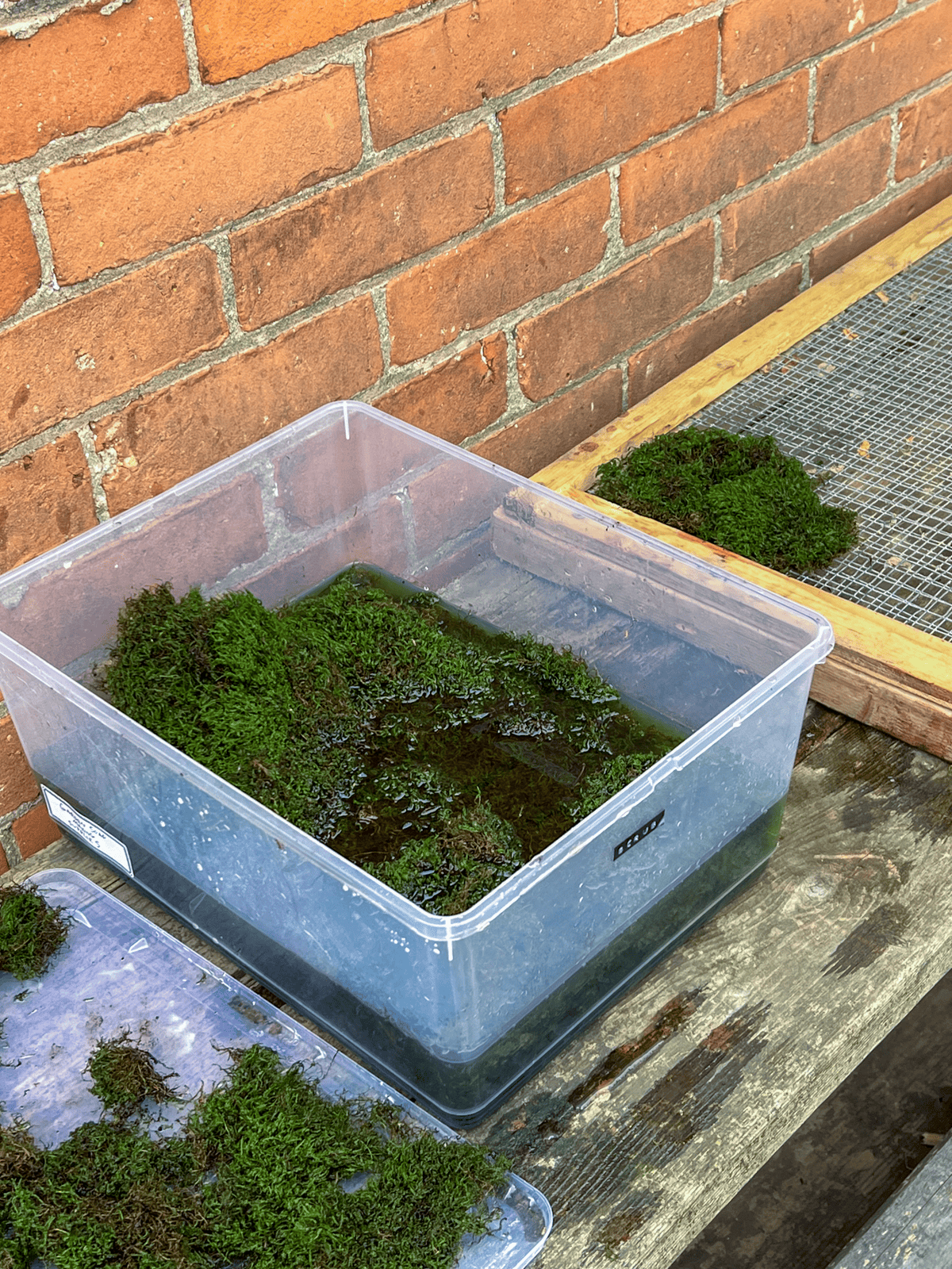 Sheet moss soaking in preservation solution in plastic tub.