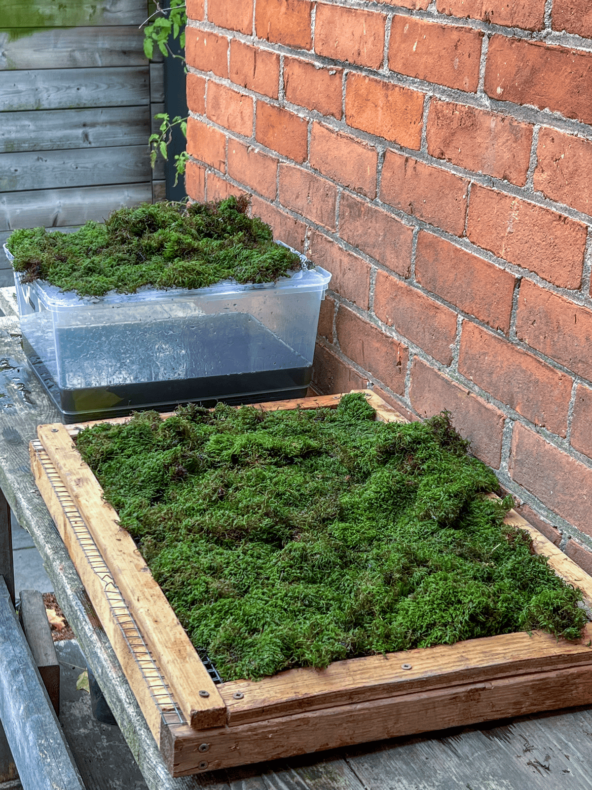 Freshly preserved sheet moss dries on a wire frame.