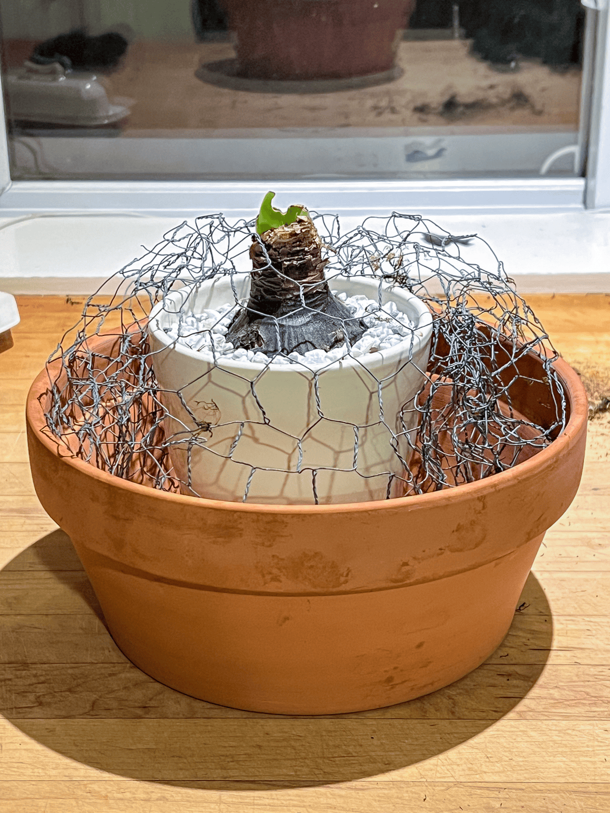 Chicken wire ball set into a low clay pot with potted amaryllis bulb inside.