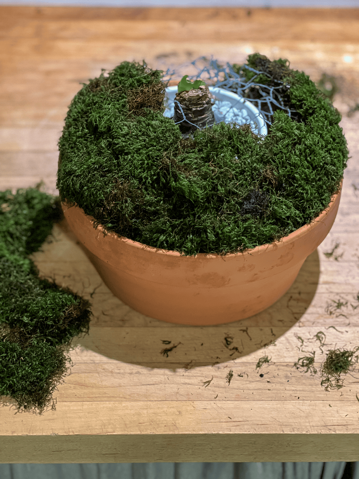 Sheet moss covering chickenwire mould in clay pot.