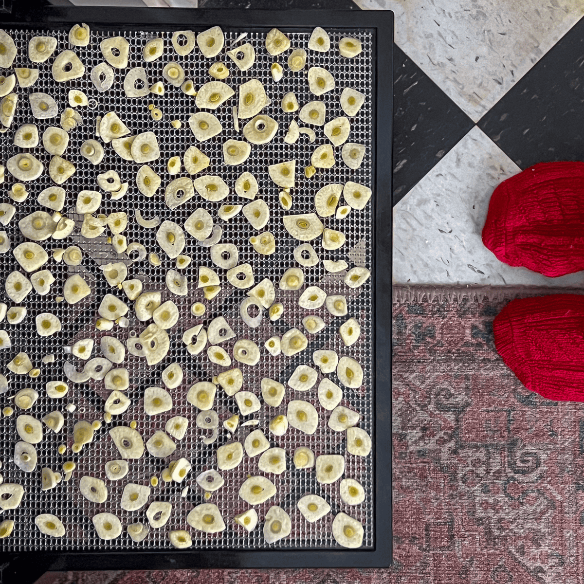 Sliced garlic on a dehydrator tray.