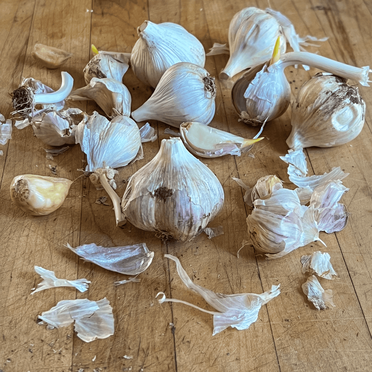 Heads of old, sprouting garlic.